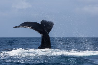 Humpback Whale Slamming Tail on Ocean clipart