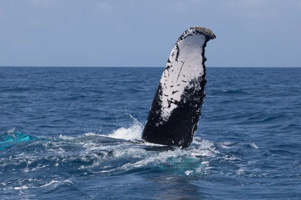 Ballena jorobada Fluke — Foto de Stock