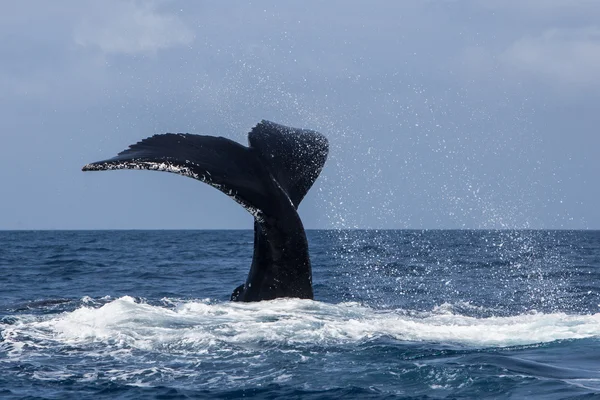 Ballena jorobada golpeando la cola en el océano — Foto de Stock