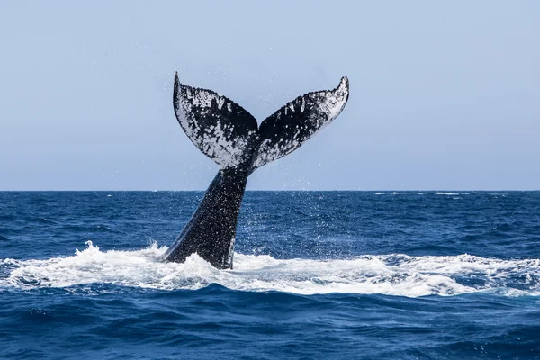 Горбатий кит хвіст — стокове фото