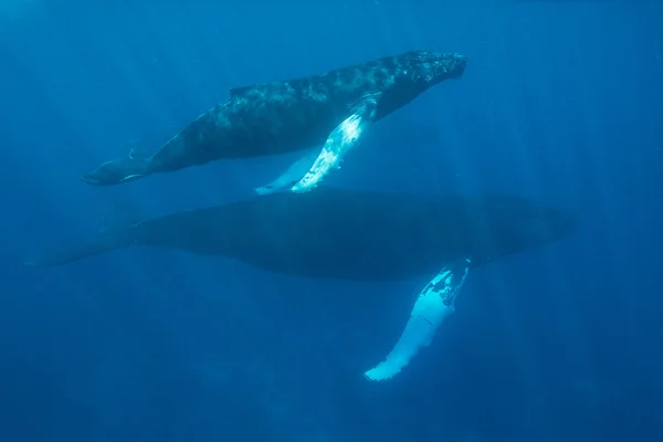 母亲和小牛座头鲸 — 图库照片