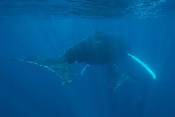 Ballenas jorobadas en agua azul — Foto de Stock
