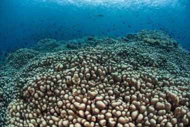 Sağlıklı resif ekosistem