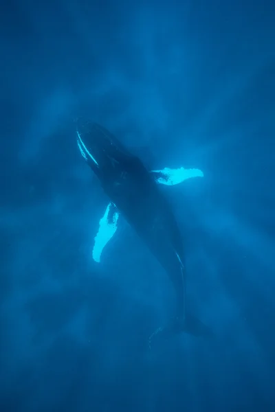 Горбатий кит в глибокій воді — стокове фото