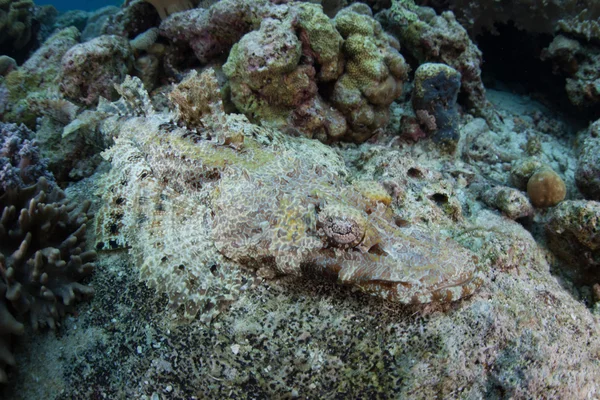 Pez cocodrilo camuflado en el arrecife —  Fotos de Stock