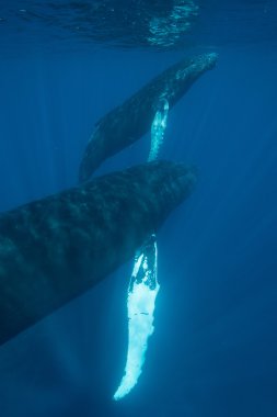 Anne ve yavru kambur balinalar Atlantik