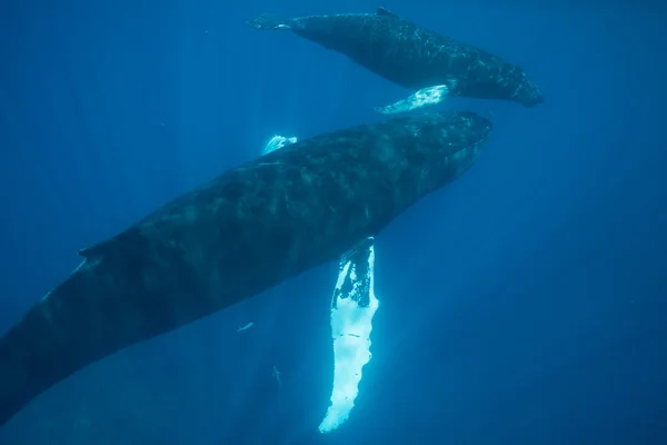 Humpback Mother and Calf — Stock Photo, Image