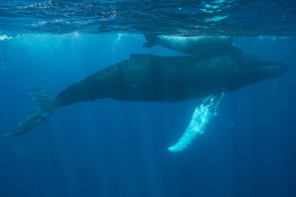 Balene megattere madre e vitello in acqua blu — Foto Stock