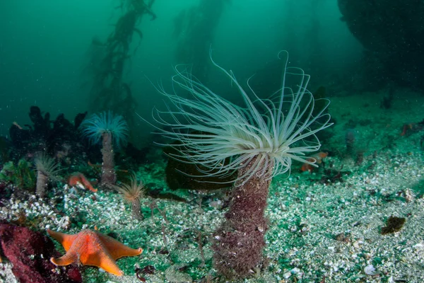 Tube Anémones et étoiles de mer dans la forêt de Kelp — Photo