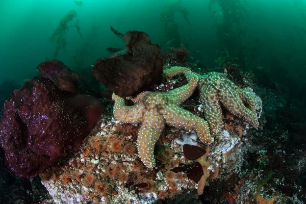 Estrella de mar en Kelp Forest — Foto de Stock