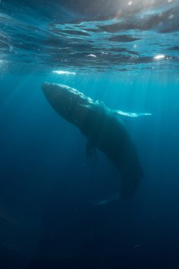 Humpback and Sunlight Underwater clipart