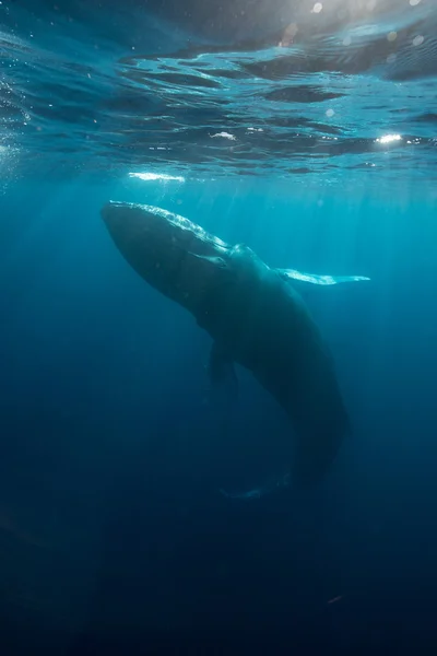 Rorqual à bosse et lumière du soleil sous l'eau — Photo