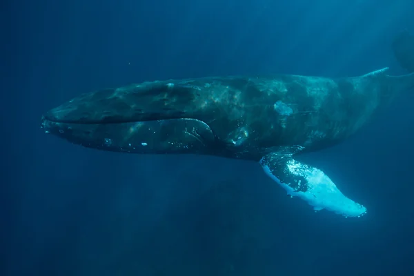 Ballena jorobada en agua azul — Foto de Stock