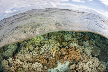 Wakatobi Ulusal Parkı'ndaki Sağlıklı Resif, Endonezya