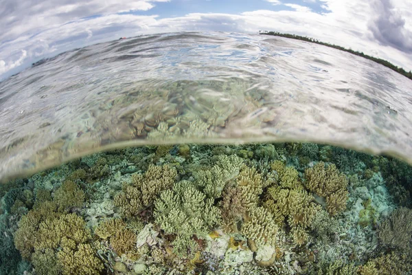 Reef in Wakatobi National Park, Indonesia — Stock Photo, Image