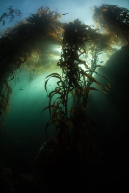 Esmer su yosunu siluet California