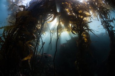 Esmer su yosunu ormanının California