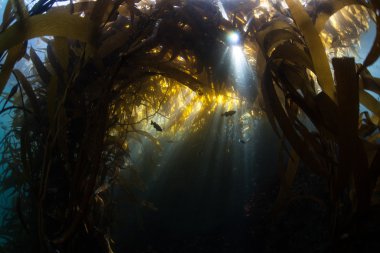 Kaliforniya'da bir Kelp Ormanı Gölgelik