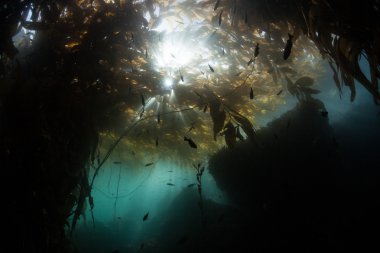 Esmer su yosunu ormanının gölgelik ve güneş ışığı