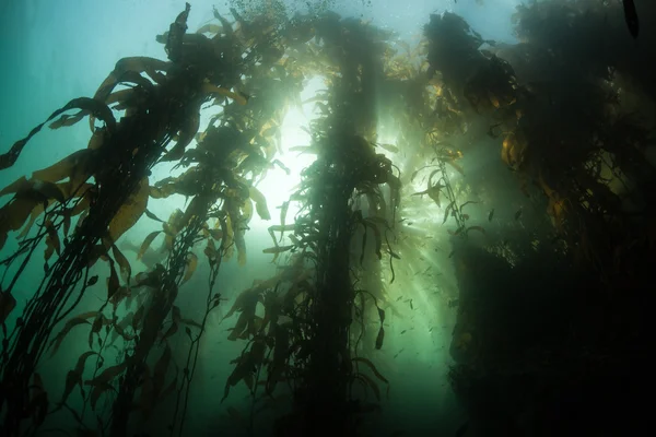 Floresta de algas e luz solar brilhante — Fotografia de Stock