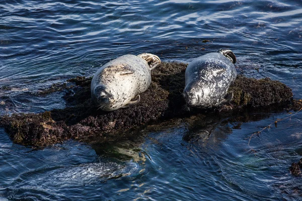 Fat Harbor Seals on Rocks