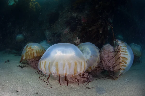 ケルプの森の海底で海のイラクサ クラ ゲ — ストック写真