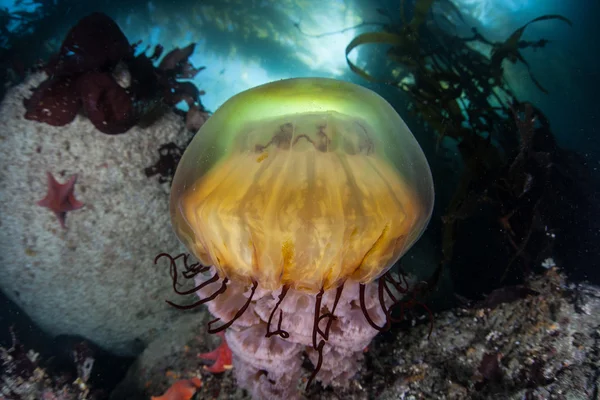 海洋生物写真素材 ロイヤリティフリー海洋生物画像 Depositphotos 海洋生物写真素材 ロイヤリティフリー海洋生物画像 Depositphotos