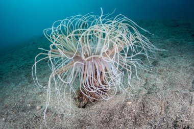 Tüp Anemone Tentacles