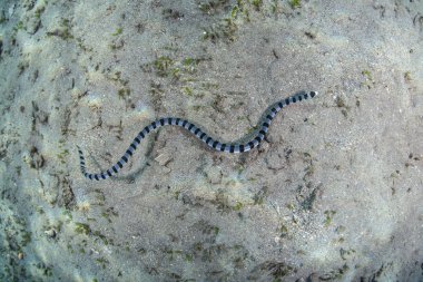 Tropikal Pasifik şeritli deniz yılanı