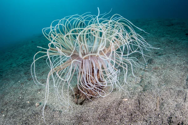 Tüp Anemone Tentacles — Stok fotoğraf