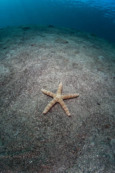 Seesterne auf sandigem Meeresboden — Stockfoto