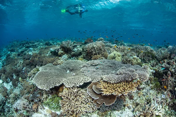 Snorkeler e barriera corallina — Foto Stock