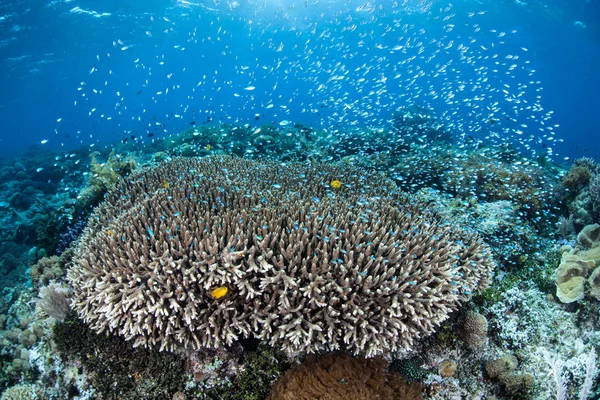 小的珊瑚礁鱼类和珊瑚 — 图库照片