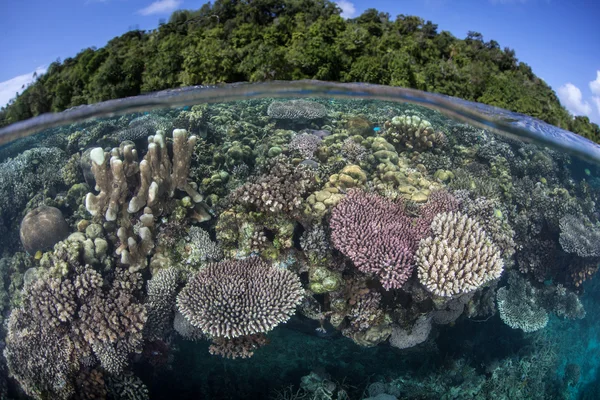 Corais e Ilha Tropical — Fotografia de Stock