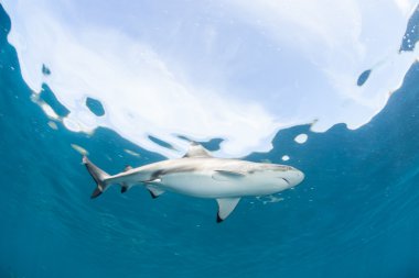 Blacktip Resif Köpekbalığı