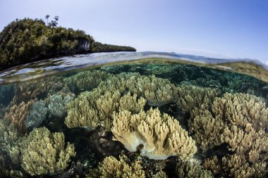 Yumuşak mercanlar ve kireçtaşı Adası