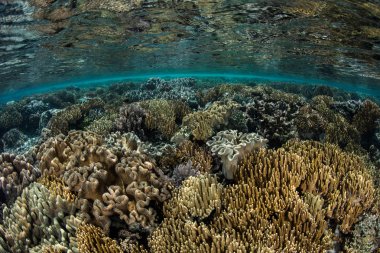 Raja Ampat güzel mercan