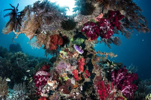 Барвисті корали і Безхребетні тварини інші на риф — стокове фото
