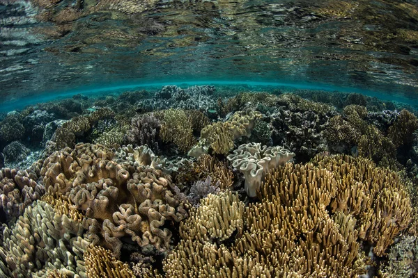 Piękne rafy koralowej w Raja Ampat — Zdjęcie stockowe