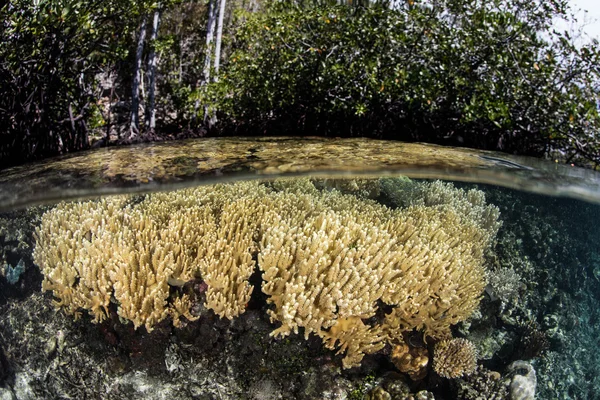 Mangue e corais em Raja Ampat — Fotografia de Stock