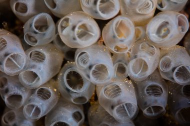 Endonezya'da Resif üzerinde Büyüyen Tunicates