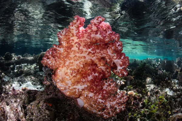 Miękki Koral kolonii w płytkich wodach — Zdjęcie stockowe