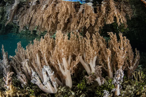 Mjuka koraller och vattenyta i Raja Ampat — Stockfoto