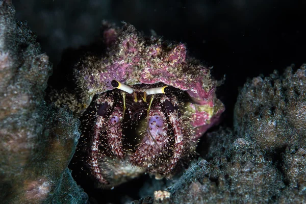 Hermit krab in Indonesië — Stockfoto