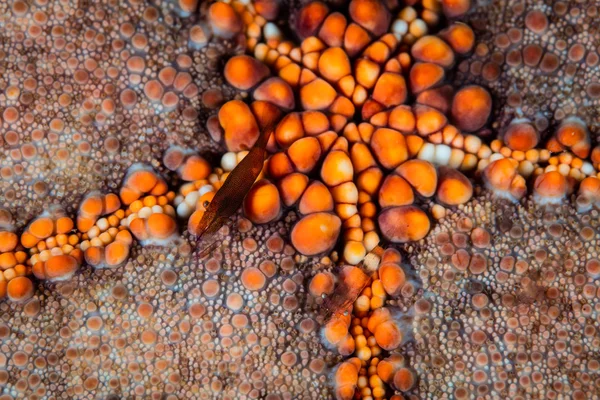 Starfish and Micy Shrimp Symbiosis — Fotografie, imagine de stoc