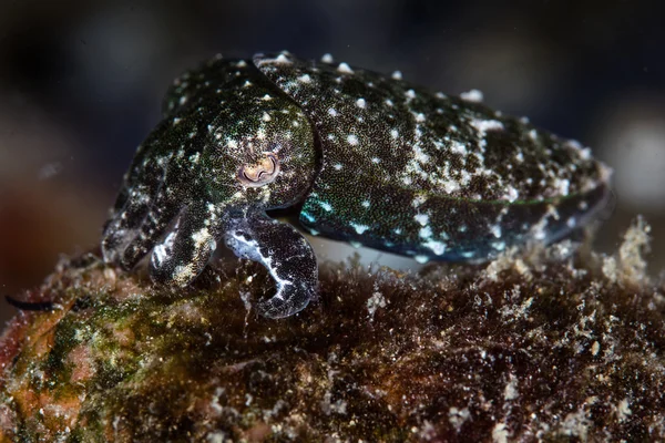 Tiny Crinoid Cuttlefish — Stock Photo, Image