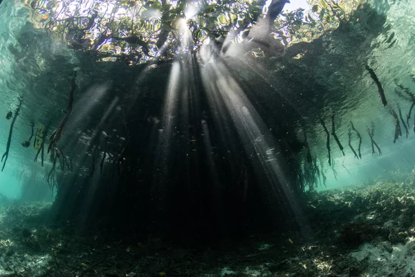 Feixes de sol e floresta de mangue em Raja Ampat — Fotografia de Stock