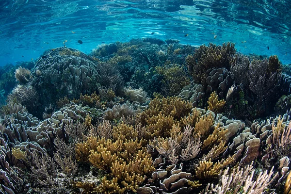 Wspaniałe rafy koralowej w Raja Ampat — Zdjęcie stockowe