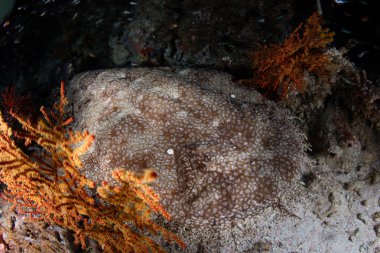 Püsküllü Wobbegong köpek balığı