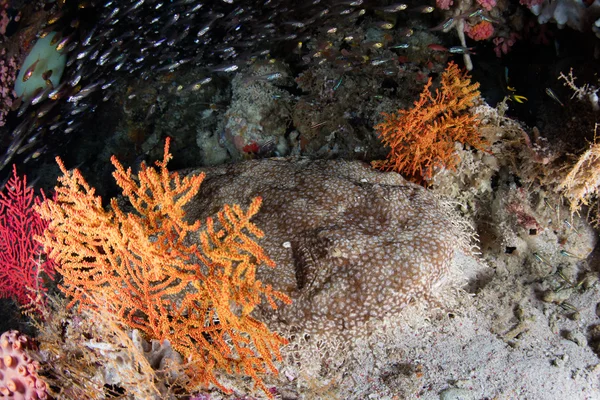 Wobbegong-Hai auf dem Meeresboden — Stockfoto